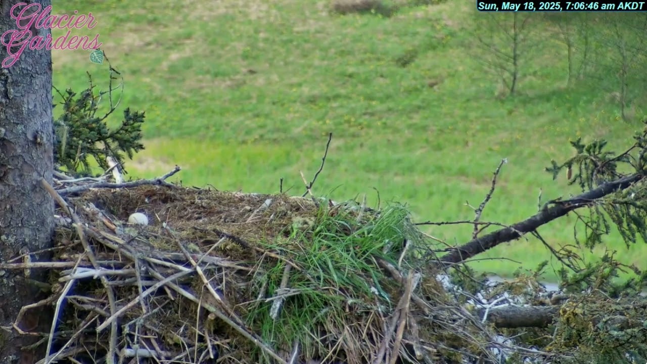 5/18/25~GGEC~A Raven Takes The Last Egg Just before Mama Gets Home.