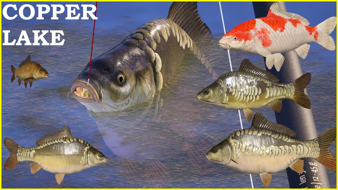 Dinks Carp & Kohaku spot Copper Lake Russian Fishing 4 #carpfishing  #carp