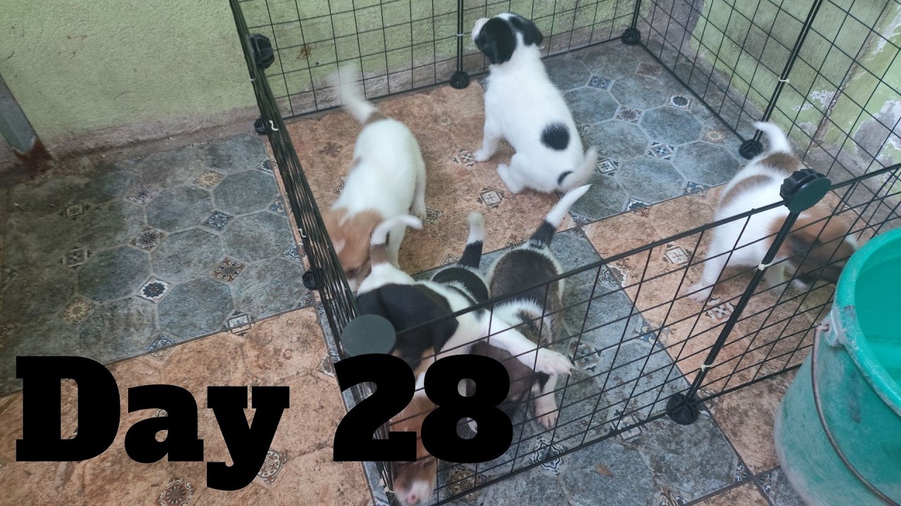 Dogs Life: Day 28 – Almost 1 Month Old Puppies