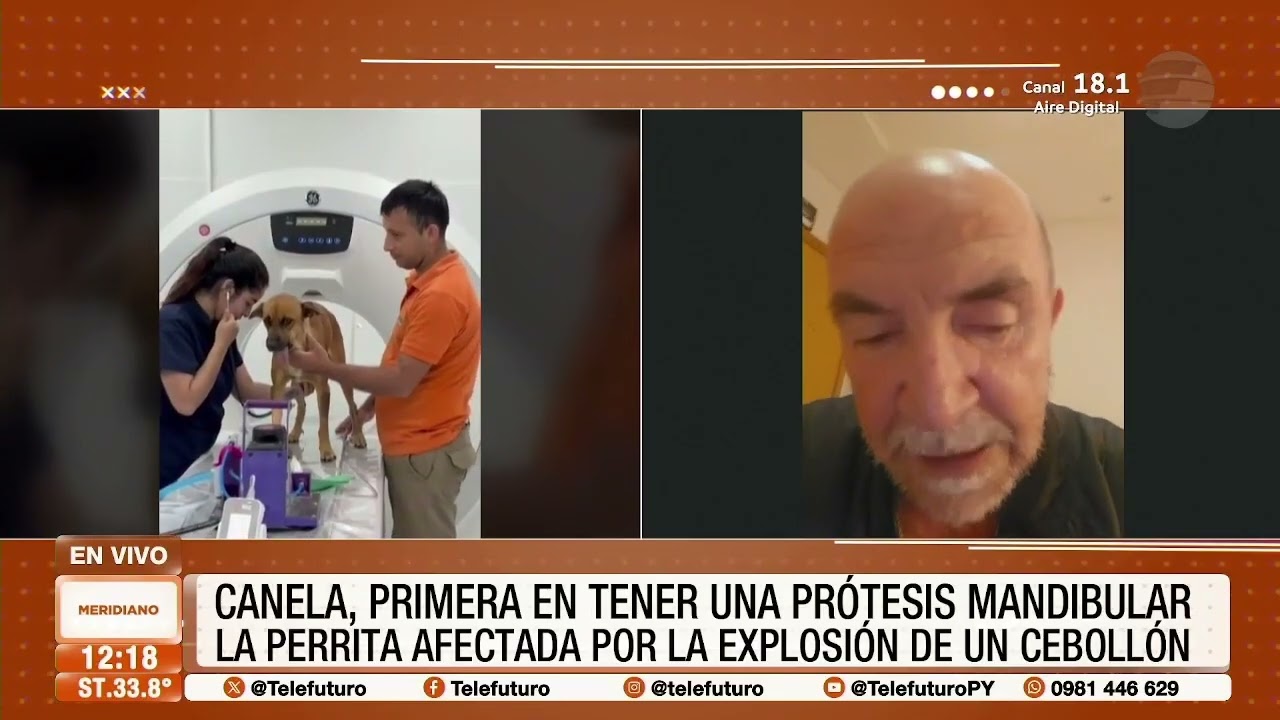 Canela, la primera en tener una prótesis