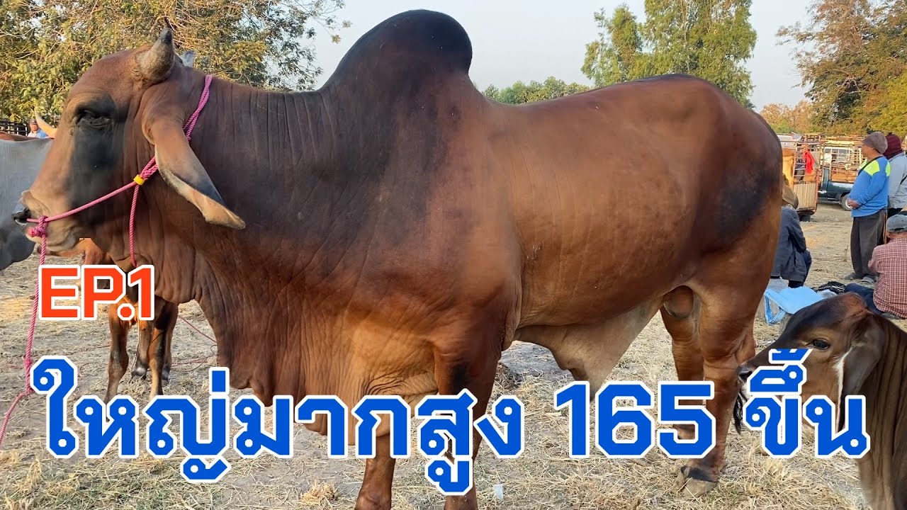 EP.1 #ราคาวัววันนี้ 15 ธ.ค. 2569 #ตลาดวัวบ้านกุดหว้าจังหวัดกาฬสินธุ์ #cow #โครงสร้างใหญ่มาก #วัว