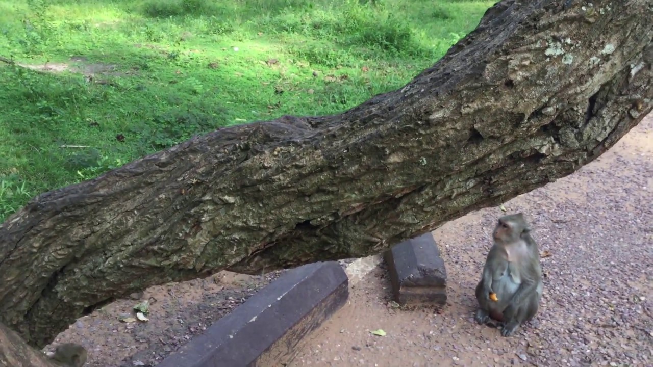 Oh god why little baby monkey got hit