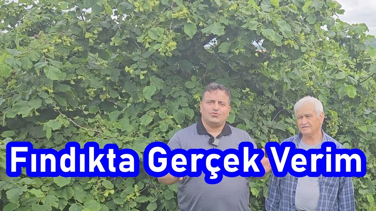 Kandıra - Bu Fındık Gübreleme Programı ile Yüksek Fındık Verimi - Fındık Gübresi