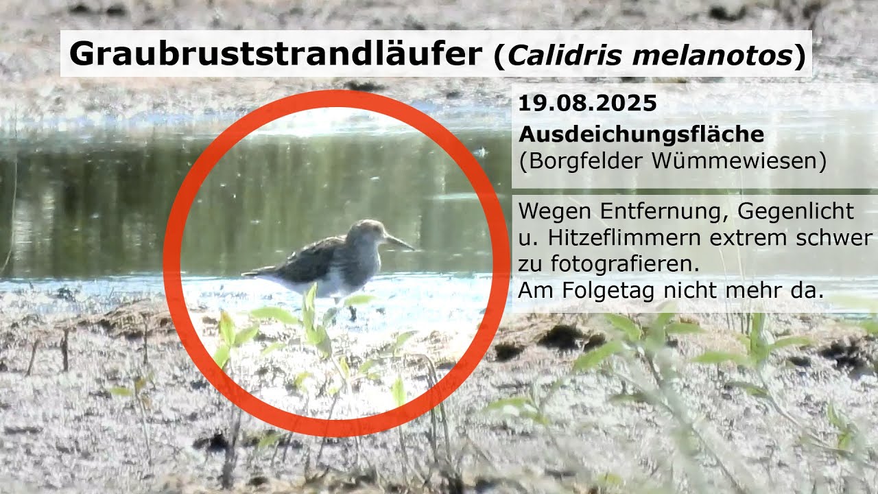 Graubruststrandläufer (Calidris melanotos), 19.08.2025, Ausdeichungsfläche (Borgfelder Wümmewiesen)