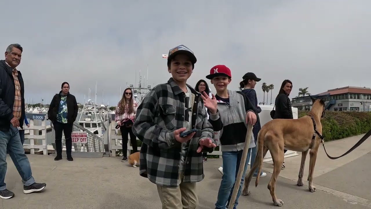 Cash 2.0 Great Dane meeting new people in Ventura Harbor 20