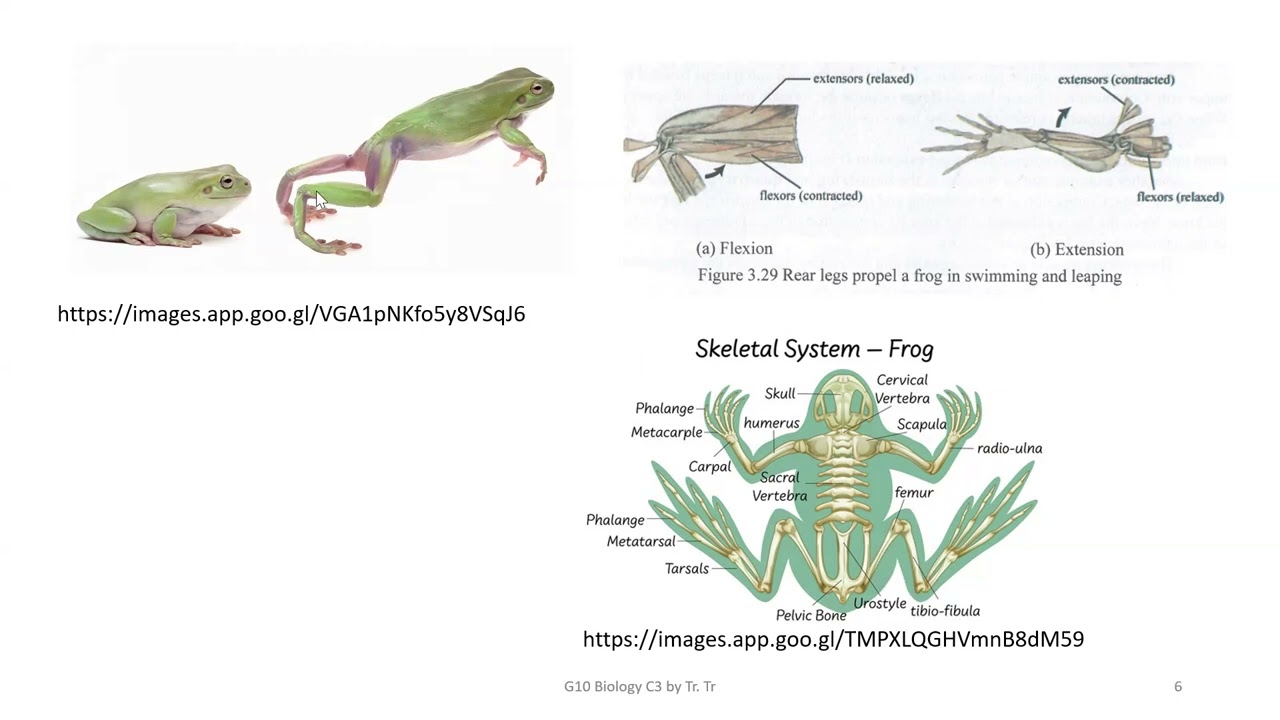 Grade 10 Biology Chapter 3.3.2 Movement and Locomotion in Various Complex Animals and Humans