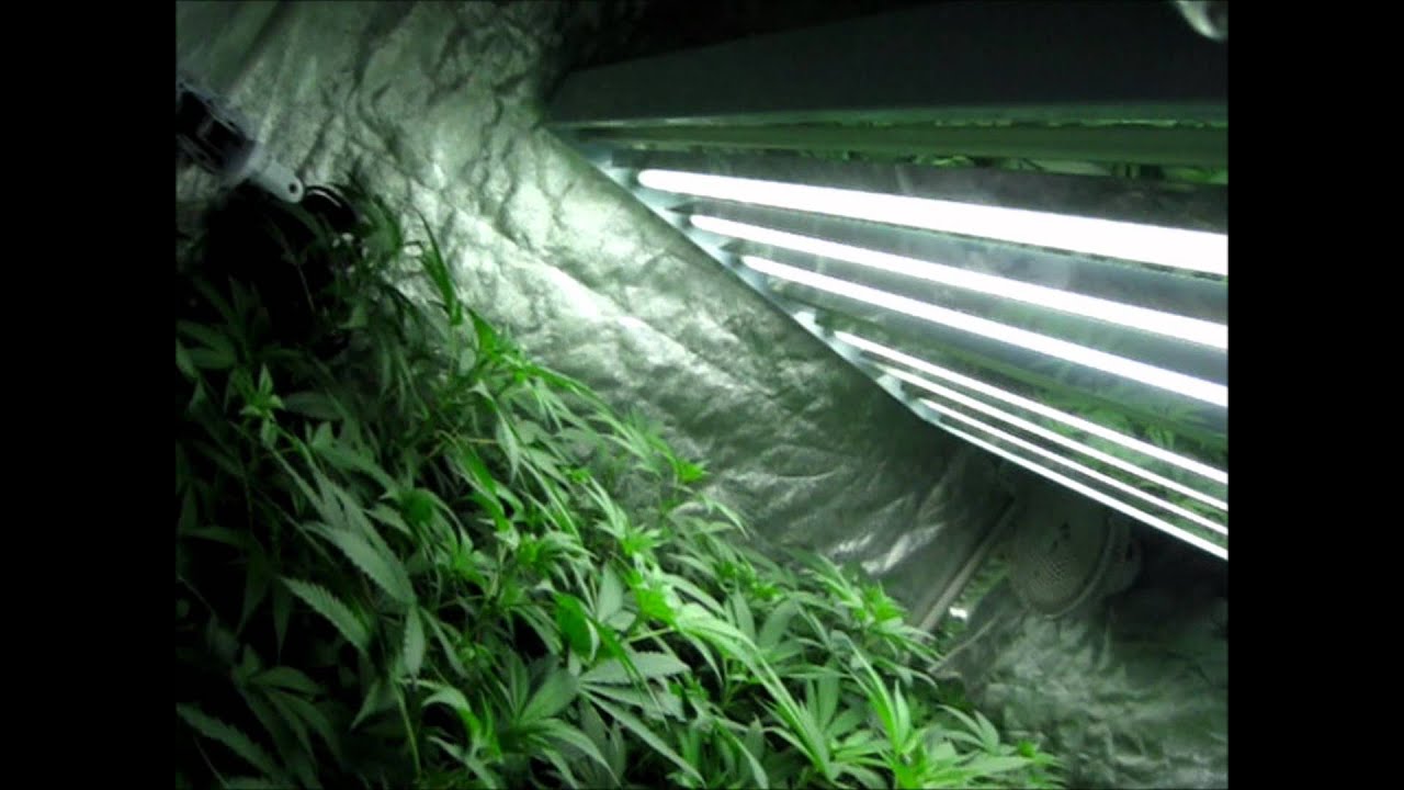 ITC Genetics veg tent update and NEW TEAM Member!