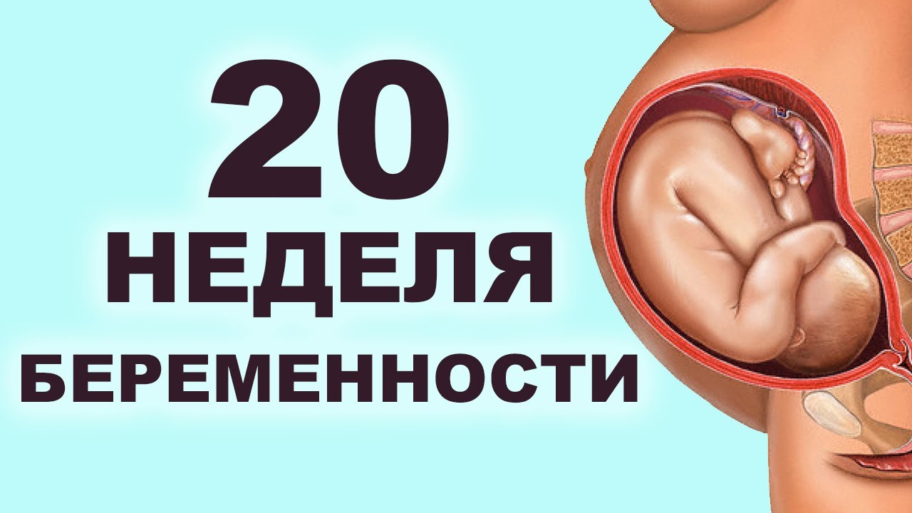 Что происходит с мамой и ребёнком на 20 неделе беременности? 5 месяц беременности. Второй триместр.