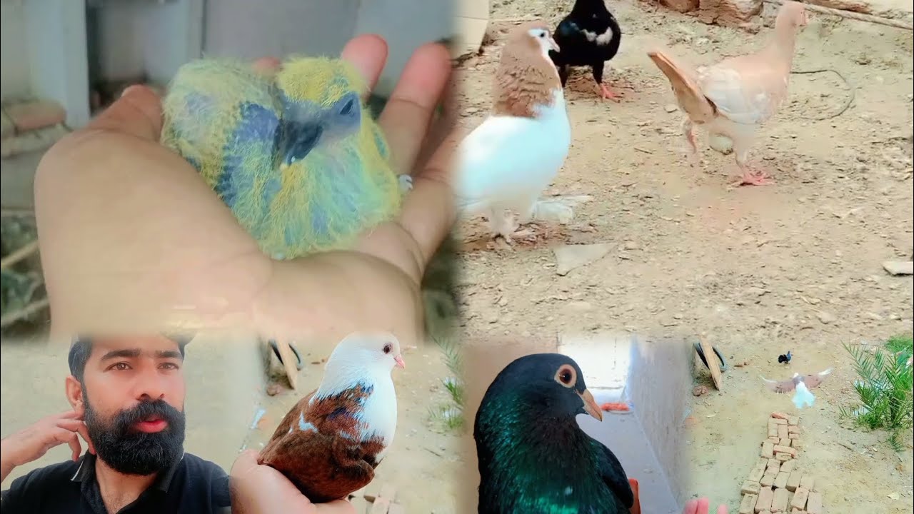 Kabutr Pet House Sy Urh Gaya Wapis Bh Agya Part 5 | Kabootar ko training ky ly chora Day 5