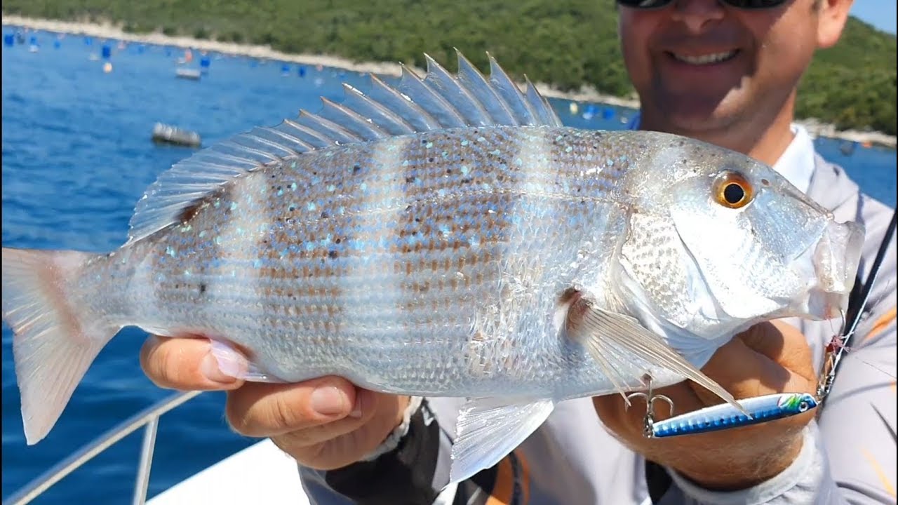 3D Jig Minnow dentex action in Adriatic - Savage Gear SALT