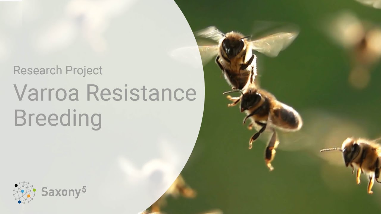 Varroa Resistance Breeding • a successful project within the transfer network Saxony⁵