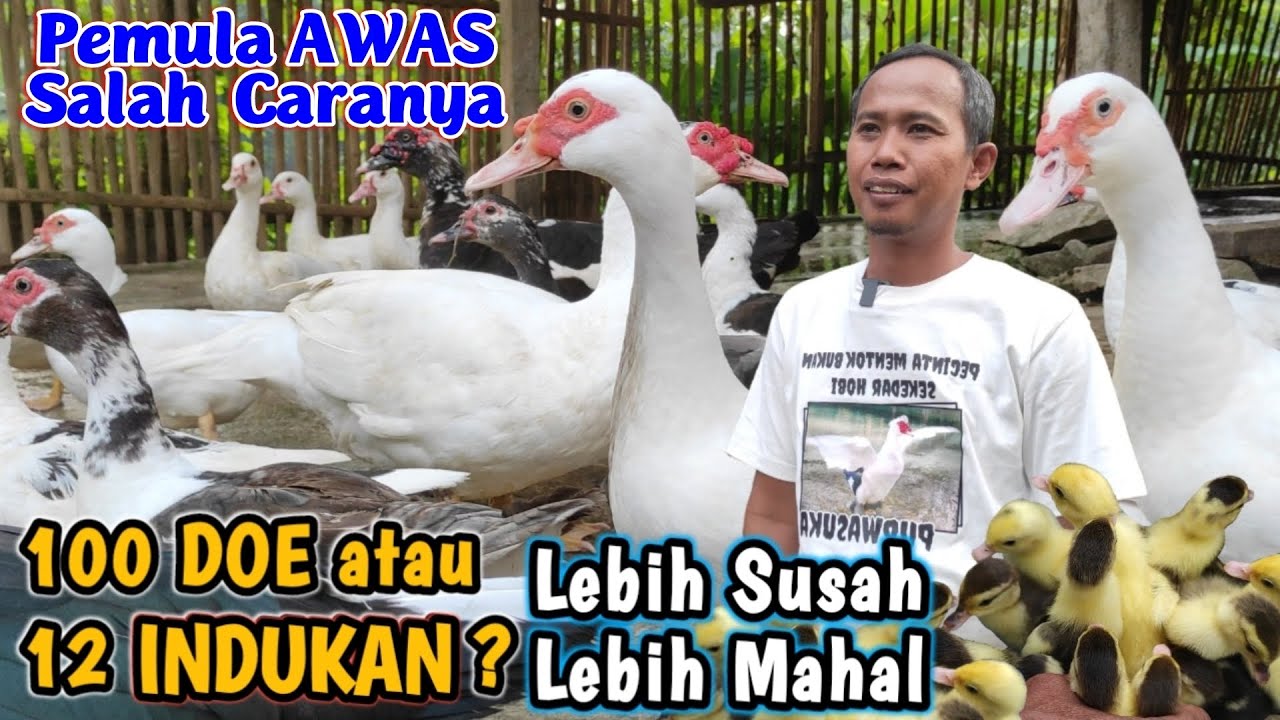 DIJAMIN BERHASIL❗ PEMULA LAKUKAN CARA INI LEBIH MURAH UNTUNG LEBIH CEPAT,AWAL MEMULAI TERNAK #ENTOK