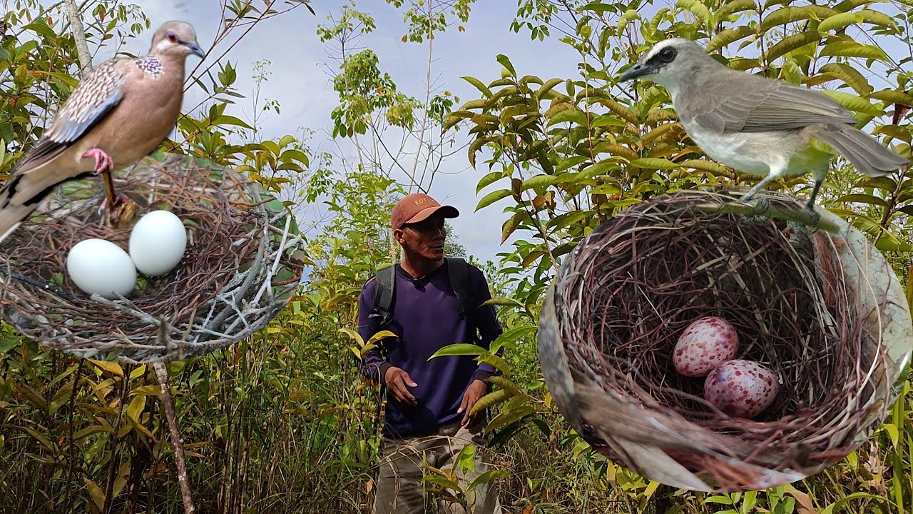 Mbolang cari sarang burung cuma ini yg di dapat