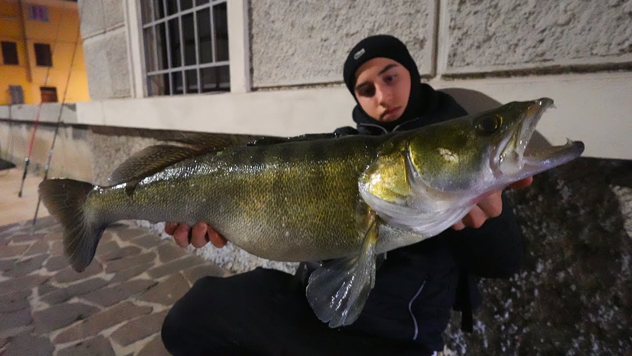 STREETFISHING ai GROSSI PERCA, ASPI e SILURI di MANTOVA (#streetfishing #spinning #catchandrelease)