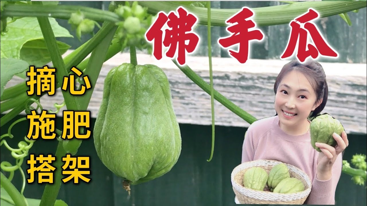 【种植45】佛手瓜种植 | 怎样摘心、搭架子、温度、光照、浇水、施肥、剪枝、龙须菜、丰收 Growing perennial chayote: pinching, frame, fertilizer