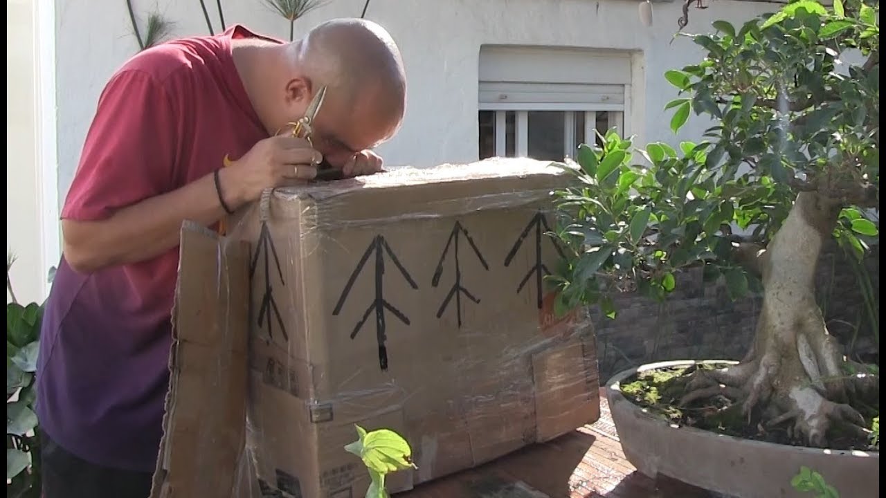 El bonsai que volvió a casa tras dos años...