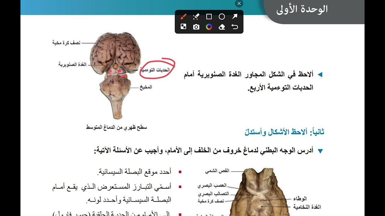 مراجعة رسمات الدرس الأول عصبية