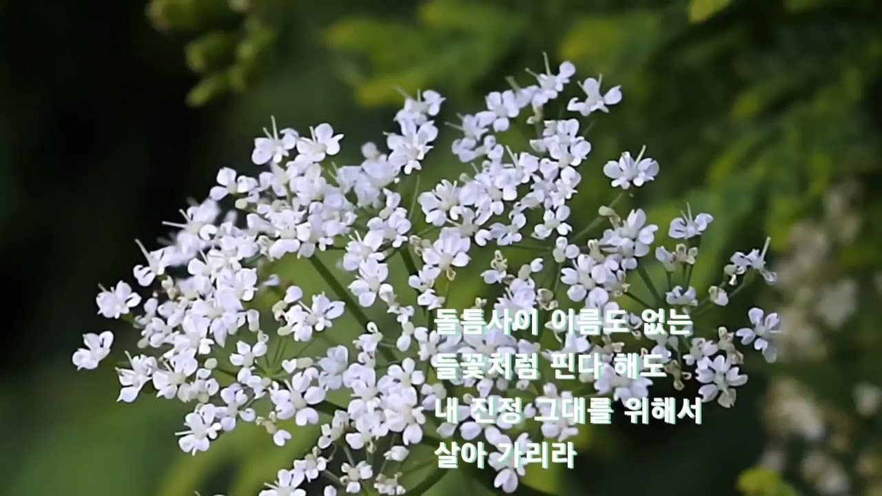 들 꽃/조용필(신청곡 연속듣기)