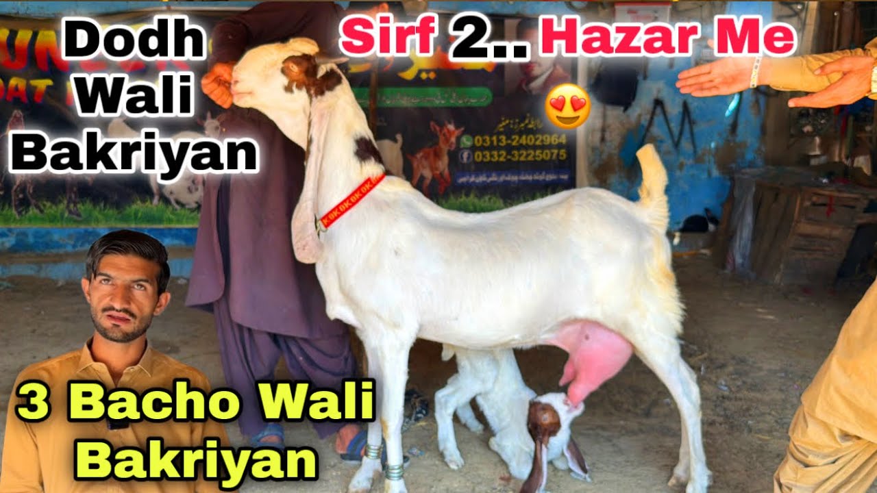 Karachi Ki Sab Se Shikar Rates Mandi 🚨 | Qurbani 2026 Ka Bakray & Bacho Wali Bakriyan | Bakra Mandi 