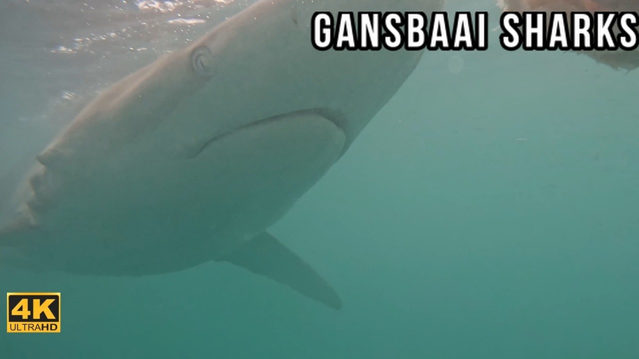 Gansbaai Shark Cage Diving 🦈 World&rsquo;s Great White Capital Experience | BL Images