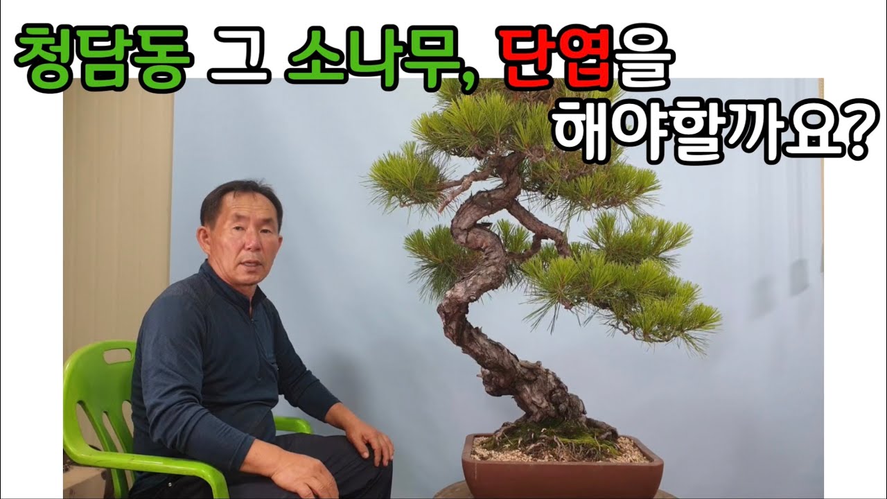분재관리 304강 청담동 그 소나무, 단엽을 해야 할까요?