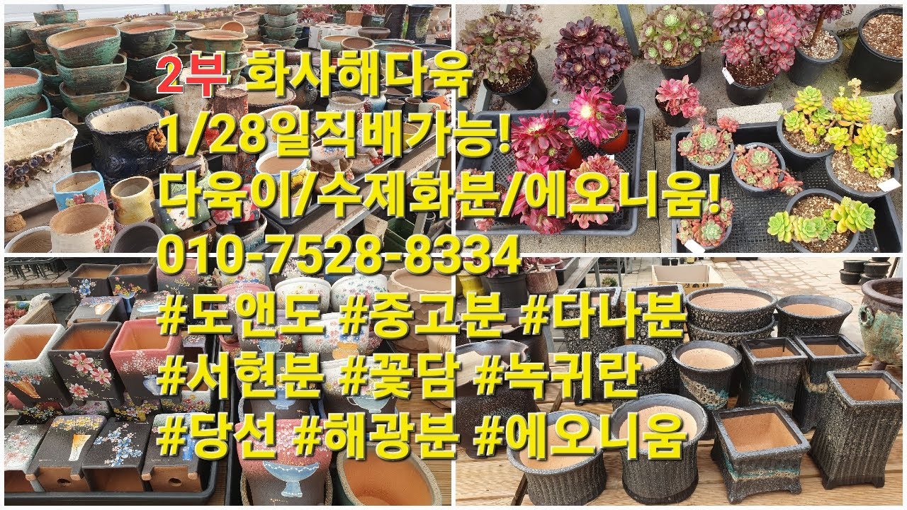 1부 화사해다육1/28일직배가능!다육이/수제화분/에오니움!010-7528-8334 #도앤도50% #중고분 #다나분 #서현분 #꽃담 #당선 #해광분 #에오니움