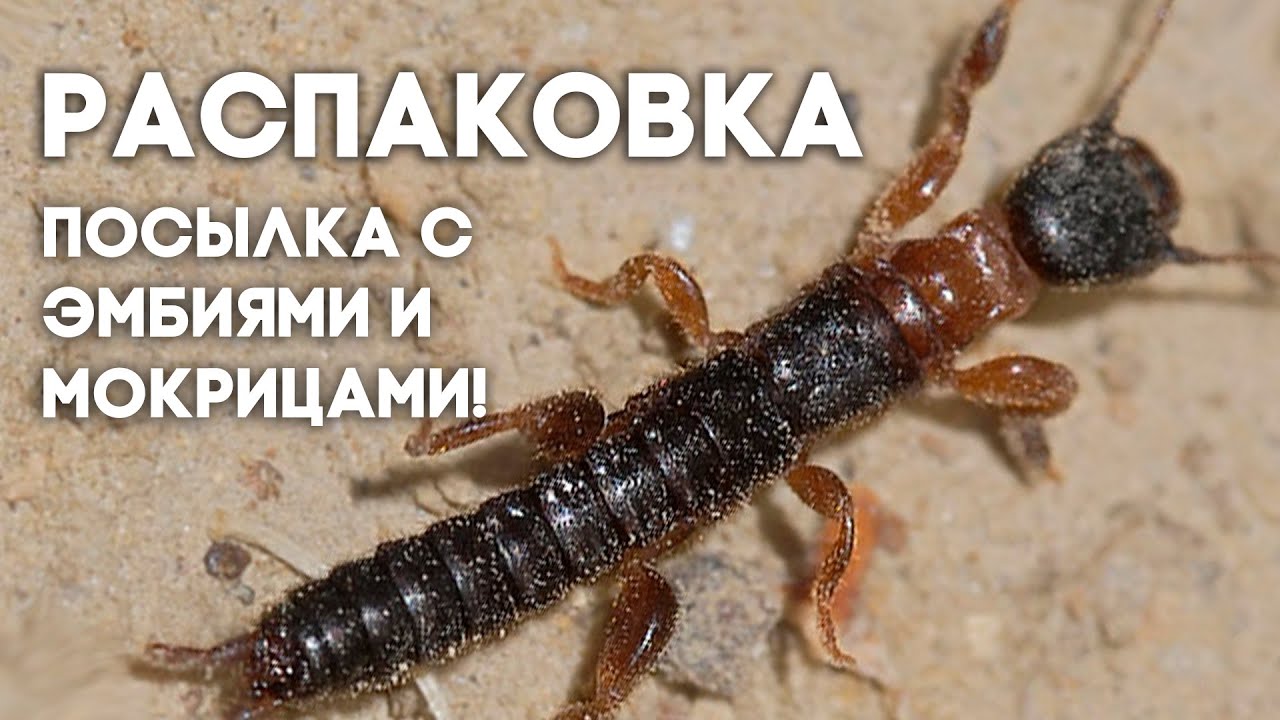 РАСПАКОВКА ПОСЫЛКИ С НОВЫМИ ПИТОМЦАМИ: ЭМБИИ И МОКРИЦЫ! \\ Димон и пумба