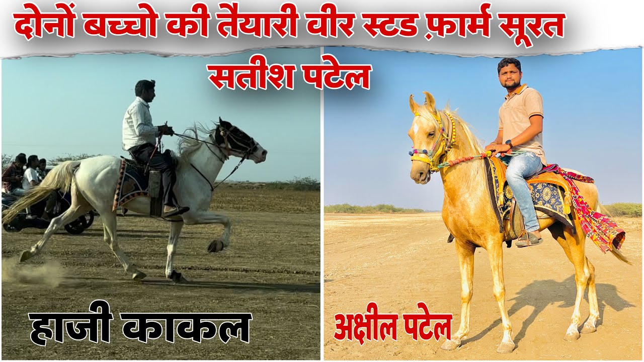वीर स्टड फ़ार्म के दोनों शानदार बच्चो की तैयारी | सतीश पटेल सूरत | #sindhihorse #horseracing