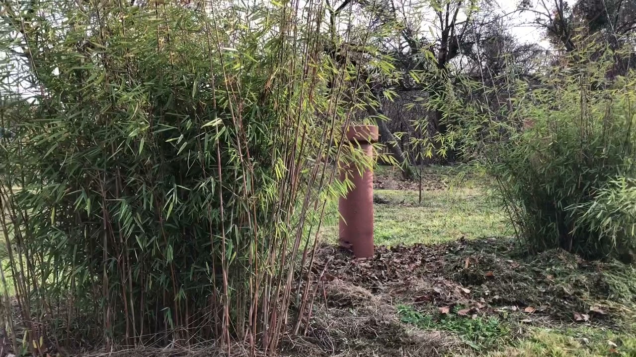 Bambusy kępowe