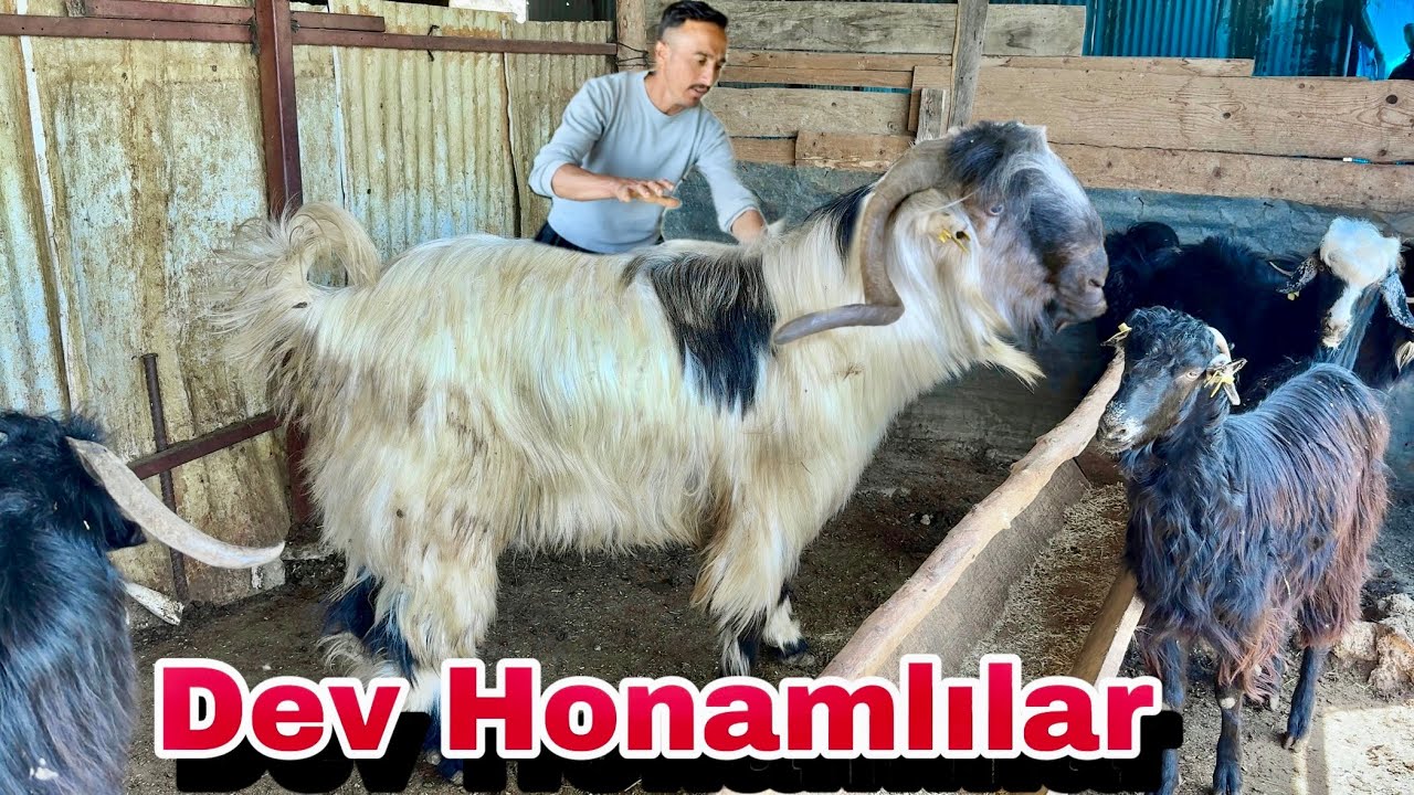 BU BÖLGENİN EN BÜYÜK KURBANLIKLARI BURDA ‼️