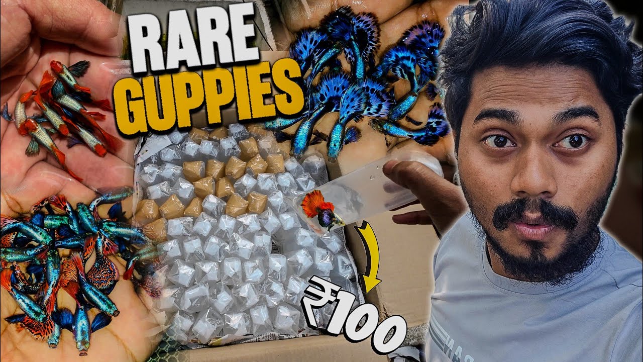 Exotic Guppies Unboxing | Exotic Guppies Price