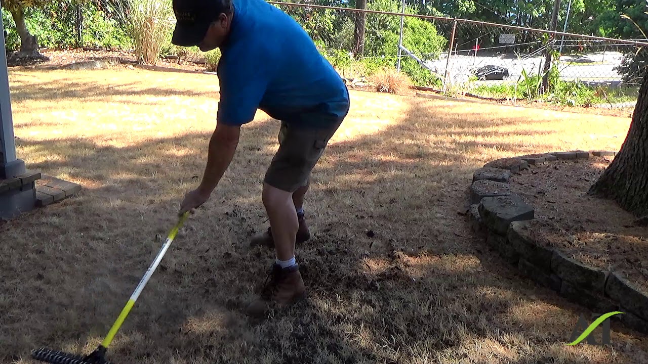 Queen Anne Thatching Rake Demonstration Removing Pine Needles From Lawn