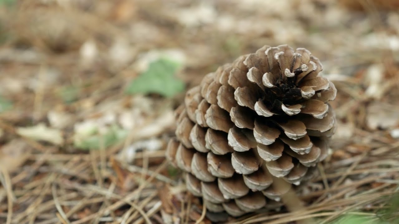 Nature = Futur ! Météosensible comme la pomme de pin