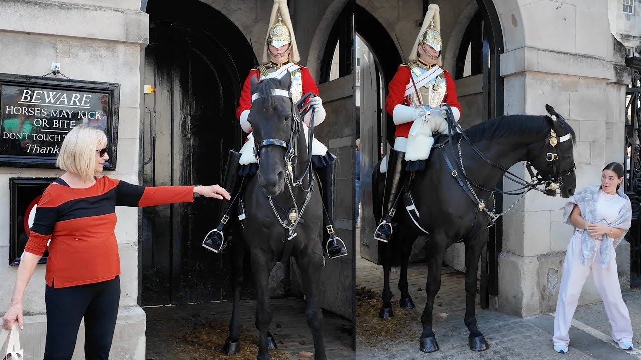 Compilation:  Horse dealt with entitled Tourists at Horse Guards London. 