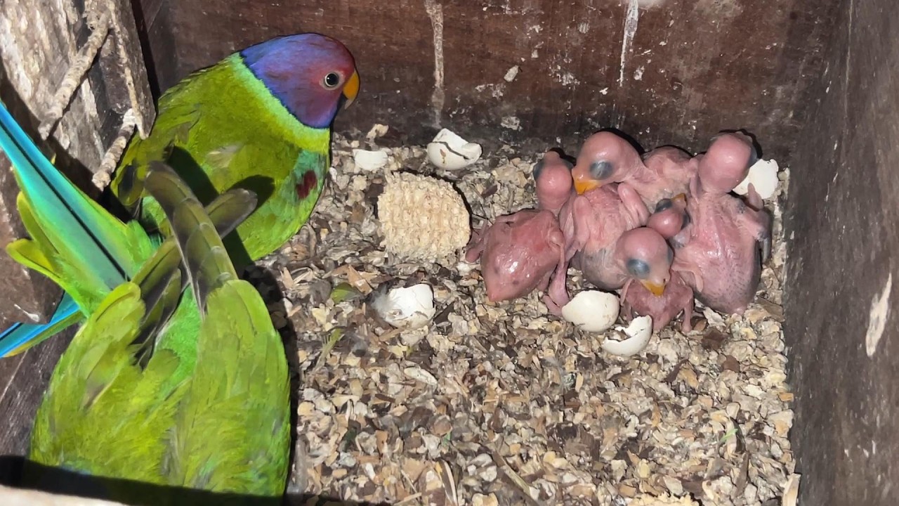 Colour Ringneck Parrots | Complete Guide to Care, Breeding & Talking