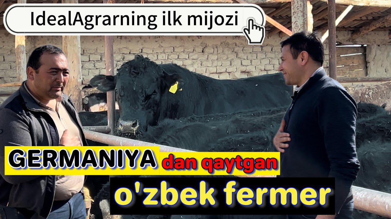 IdealAgrarning ilk mijozi kim bo'lgan? #idealagrar #chorva #simmental #ozuqa #uzbekistan #daromad