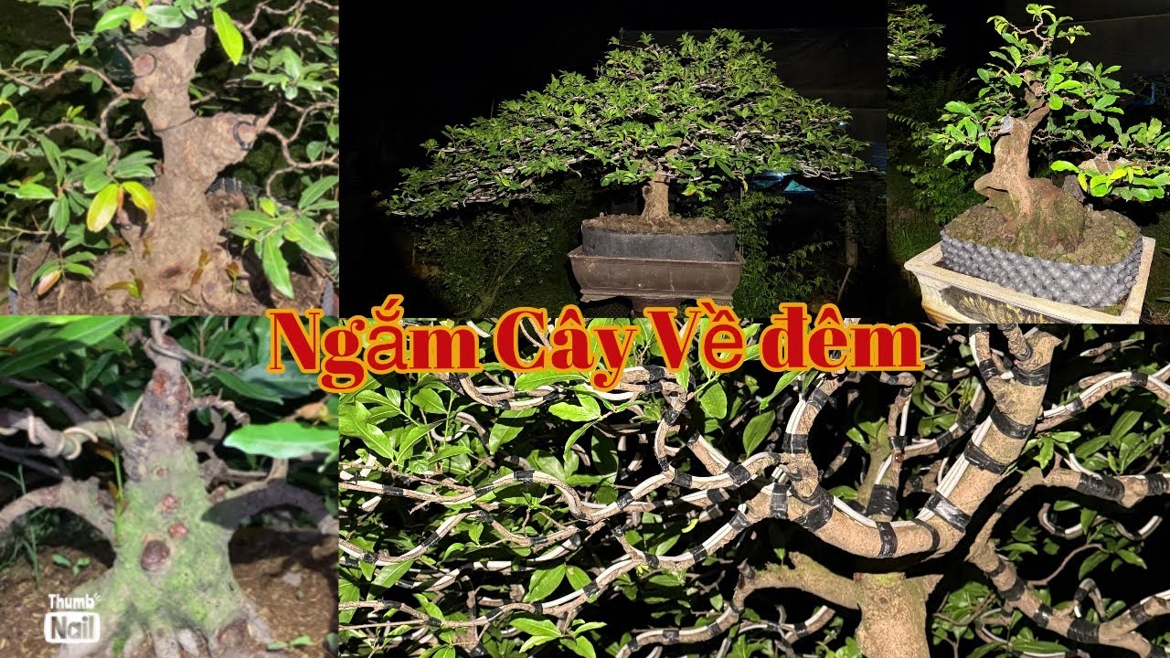 Mời AE ngắm cây về đêm