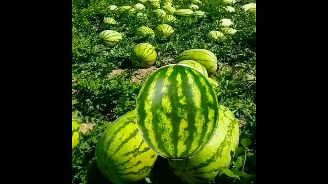 #Satisfying#funplay#Pak na Pak #Pakwan#watermelon#fruits#shorts