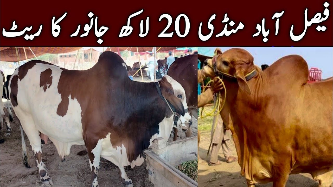 😯Faisalabad Mandi Qurbani Ke Janwar Ki Price 20 Lakh ( Qurbani New Janwar 2025 ) Develop Sultan