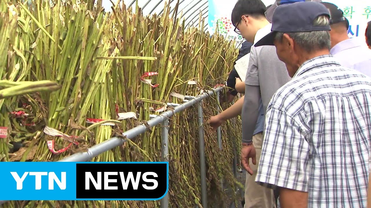 간편 농작물 건조대 개발...농가 노동력 절감 / YTN