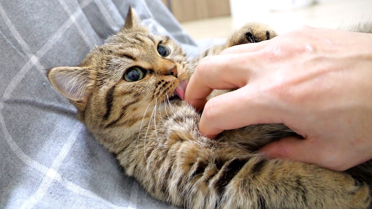 Would you like to pet mother cat Mimi and daughter cat Lili together?