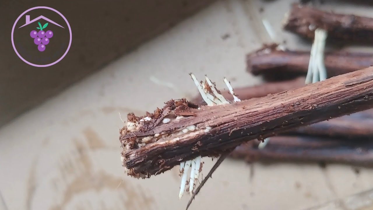 Grafting Rootstock Anggur Sukses
