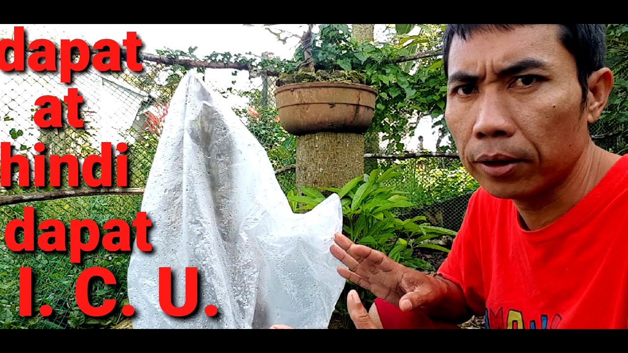 mga uri ng bonsai materials na pwedi  sa  I. C. U.  [ golden duranta ] pano mag simula mag bonsai.