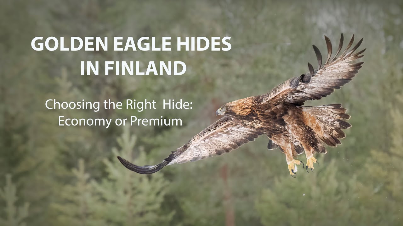 Golden Eagle Photography hides in Finland – Choosing the right hide: Economy or Premium