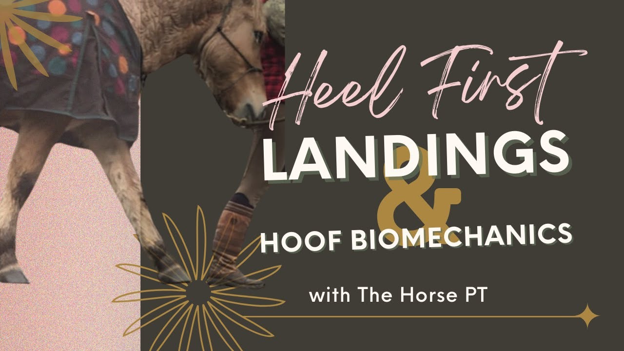 Heel First Landings - Hoof Biomechanics with The Horse PT