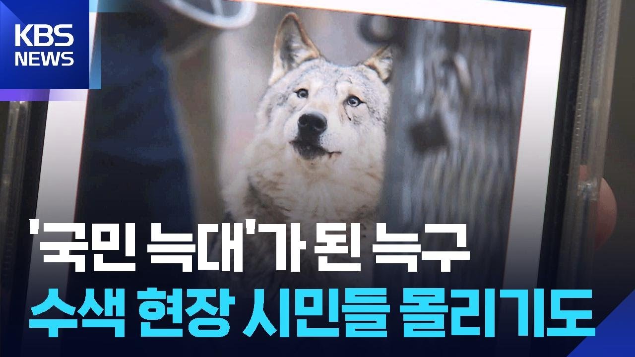 대한민국은 &lsquo;늑구&rsquo; 열풍&hellip;트랩에 접근하는 건 금물 / KBS  2026.04.16.