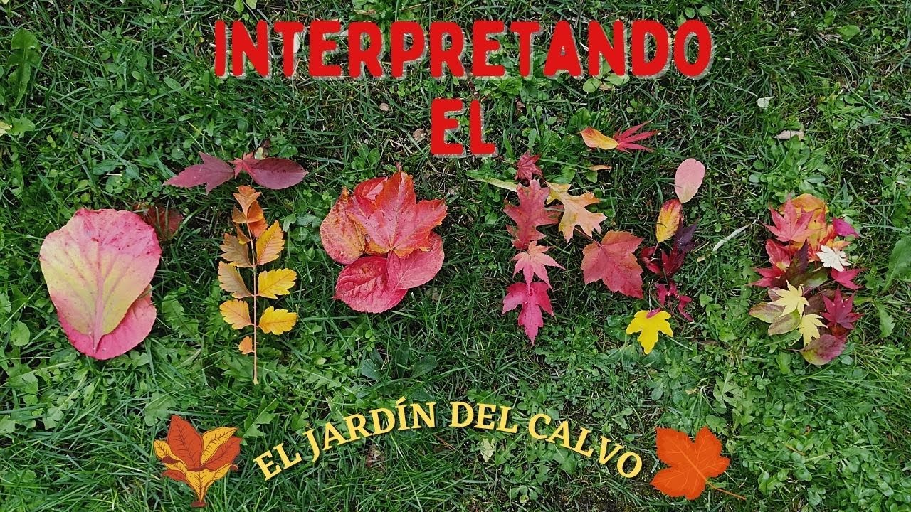 ARBOLES QUE COLOREAN EN OTOÑO
