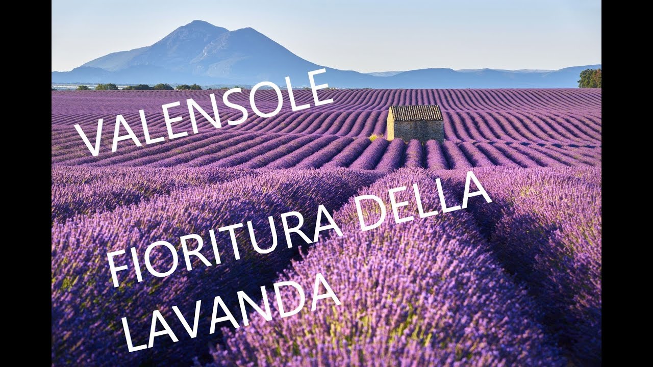 Provenza - Fioritura della Lavanda a Valensole