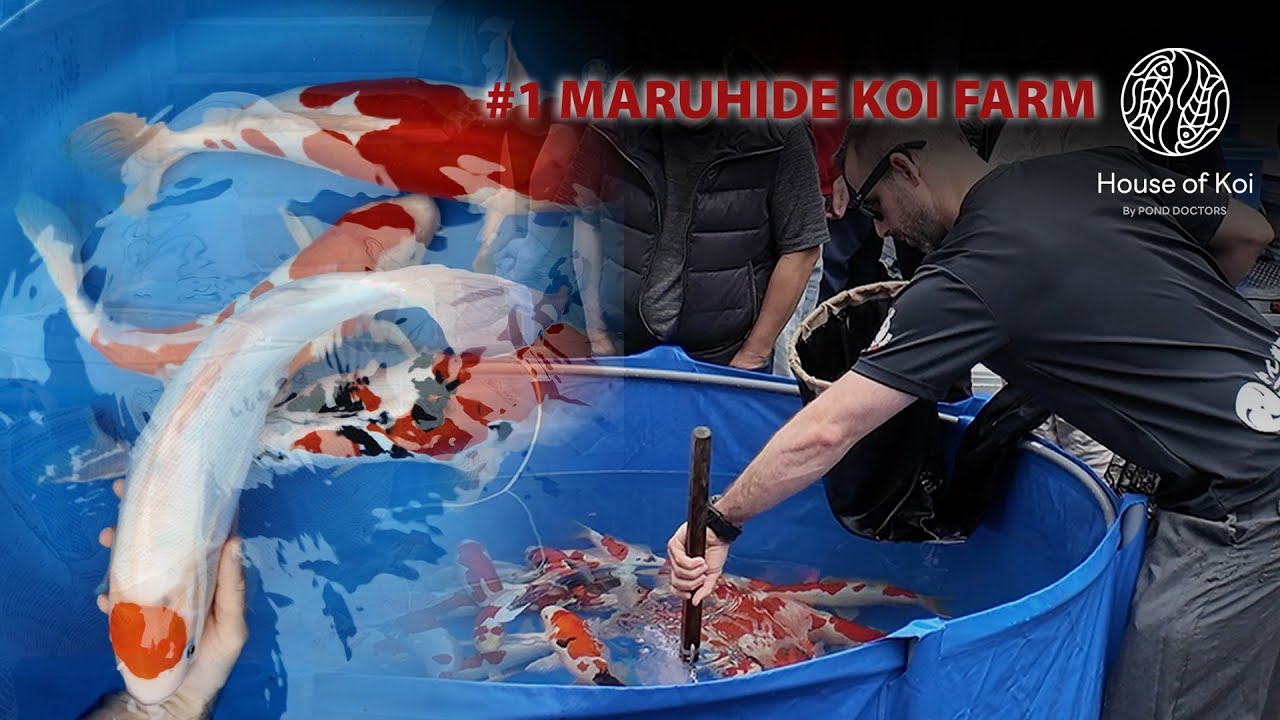 Maruhide Koi farm doitsu koi lottery!