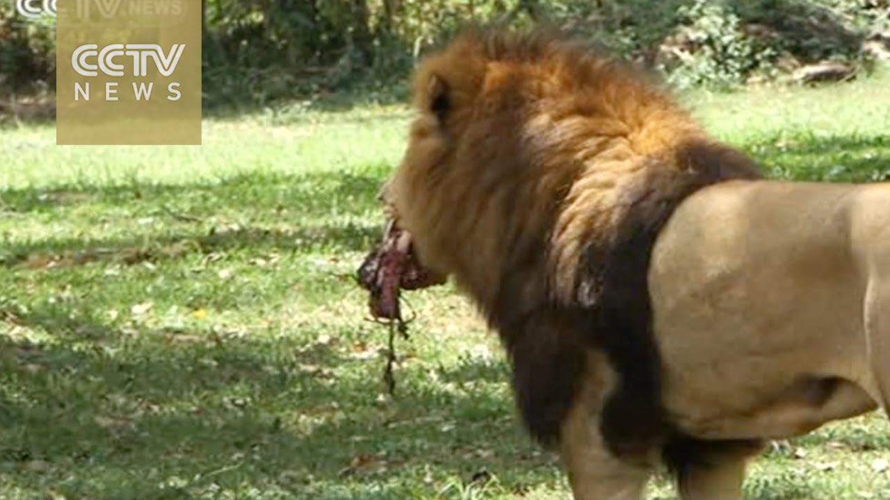 Lion successfully brought into Ugandan zoo, becomes new king